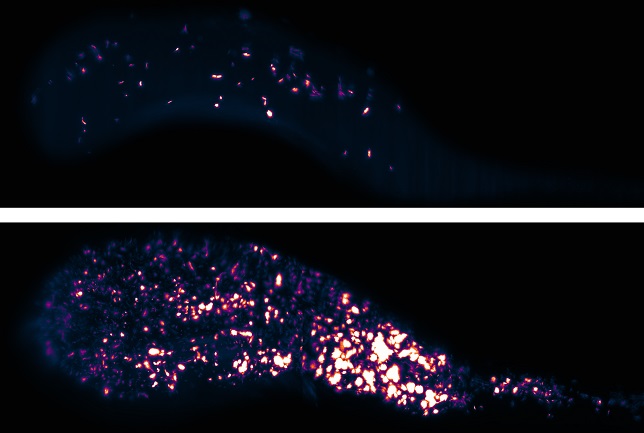 Bacteria (false colored) in the gut of a live larval zebrafish. Each is a projection of a 3D image, part of a series capturing the first 16 hours of colonization of an initially empty intestine. Over this period a few intrepid individual bacteria divide into several thousand. These two images are separated in time by five hours.
